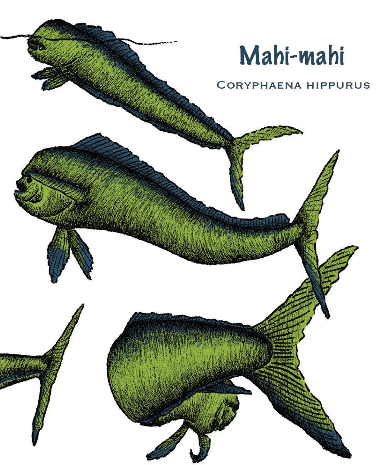 Original marine life studies exploring the form and texture of sea creatures